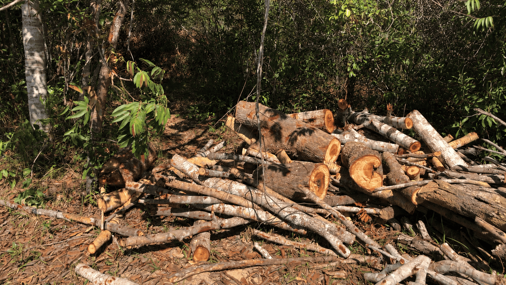 terra-consultoria-soluçoes-ambientais-supressao-ambiente